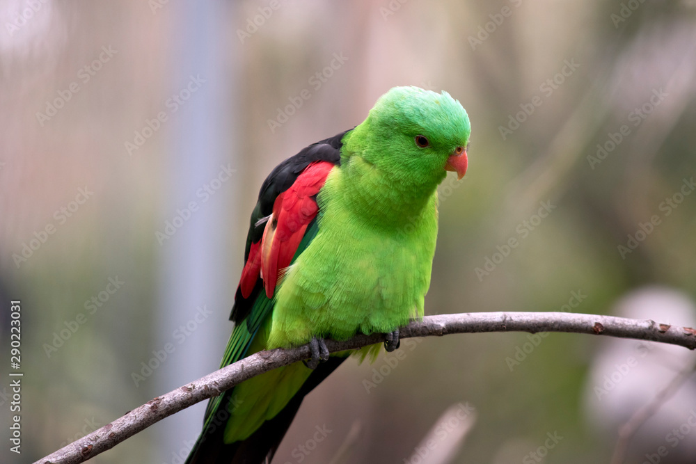 the red winged parrot is perched on a branch the red winged parrot is perched on a branch