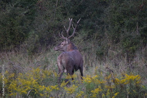Fototapeta Naklejka Na Ścianę i Meble -  jeleń