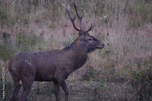 Fototapeta Naklejka Na Ścianę i Meble -  dzika natura