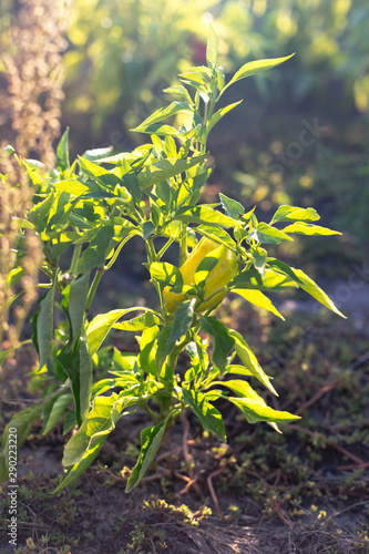 Pepper bush in the garden at sunset