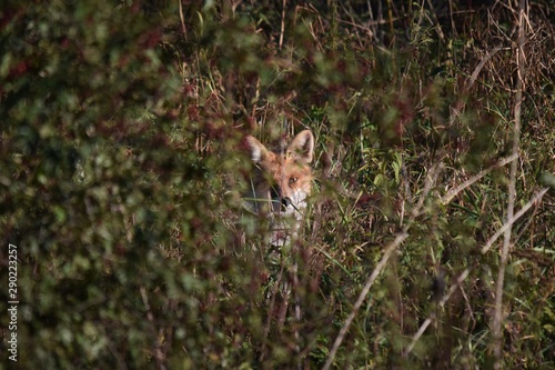 Fototapeta Naklejka Na Ścianę i Meble -  lis