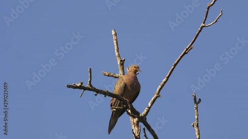 Beige-colored mourning dove on a bare and leafless treetop. 10 sec/60 fps. Original speed. Clip 5 photo