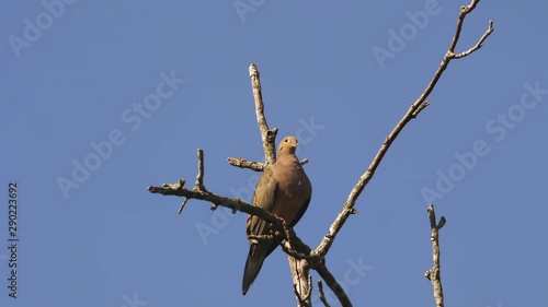 Beige-colored mourning dove on a bare and leafless treetop. 10 sec/60 fps. Original speed. Clip 3 photo