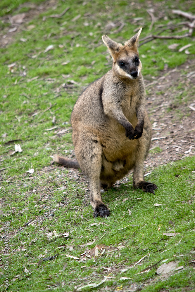 this is a male swamp wallaby