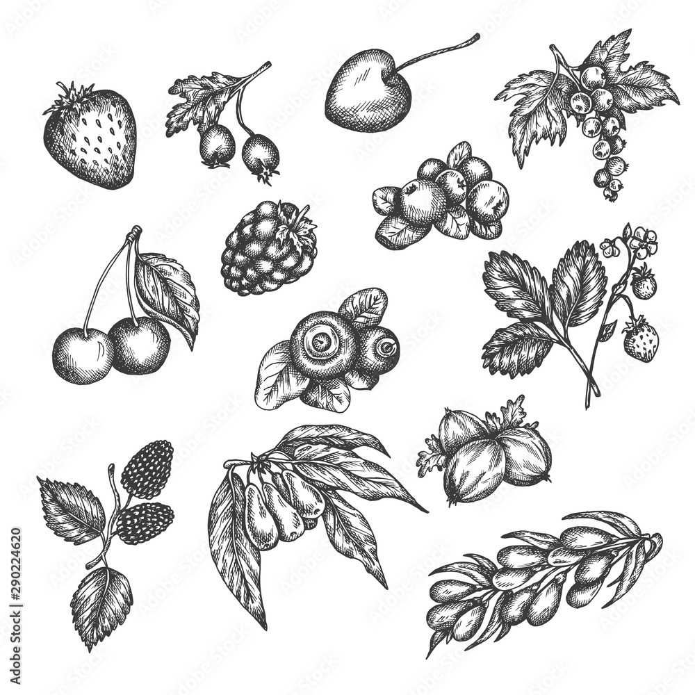 Fototapeta premium Berry hand drawn vector set. Sketch of fruits Vector illustration. Berries engraving Gooseberry, raspberry, strawberry, blackberry and cherry in vintage style Design for menu, farm market poster