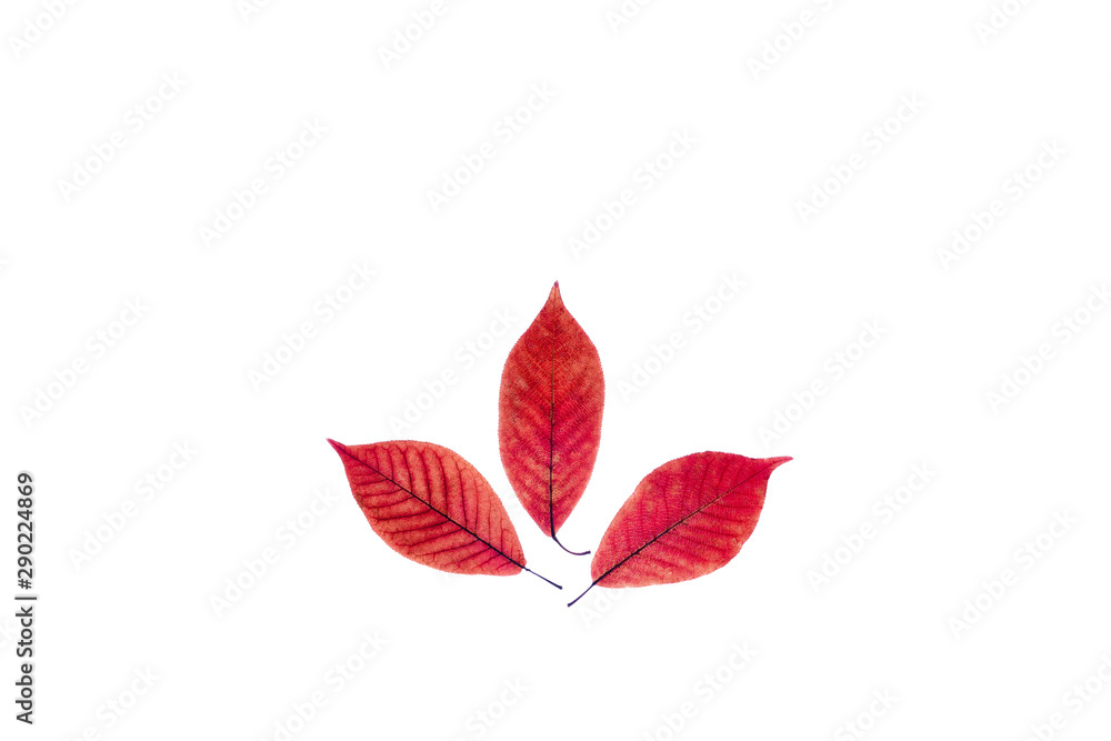 Obraz premium Three transparent red leaves on isolated white background.