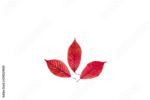 Three transparent red leaves on isolated white background. © Aleksandra Abramova
