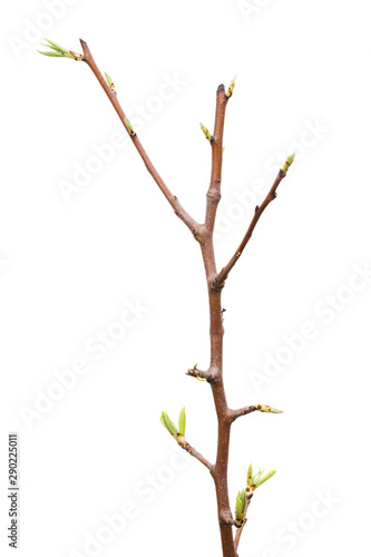Young pear tree isolated on white background