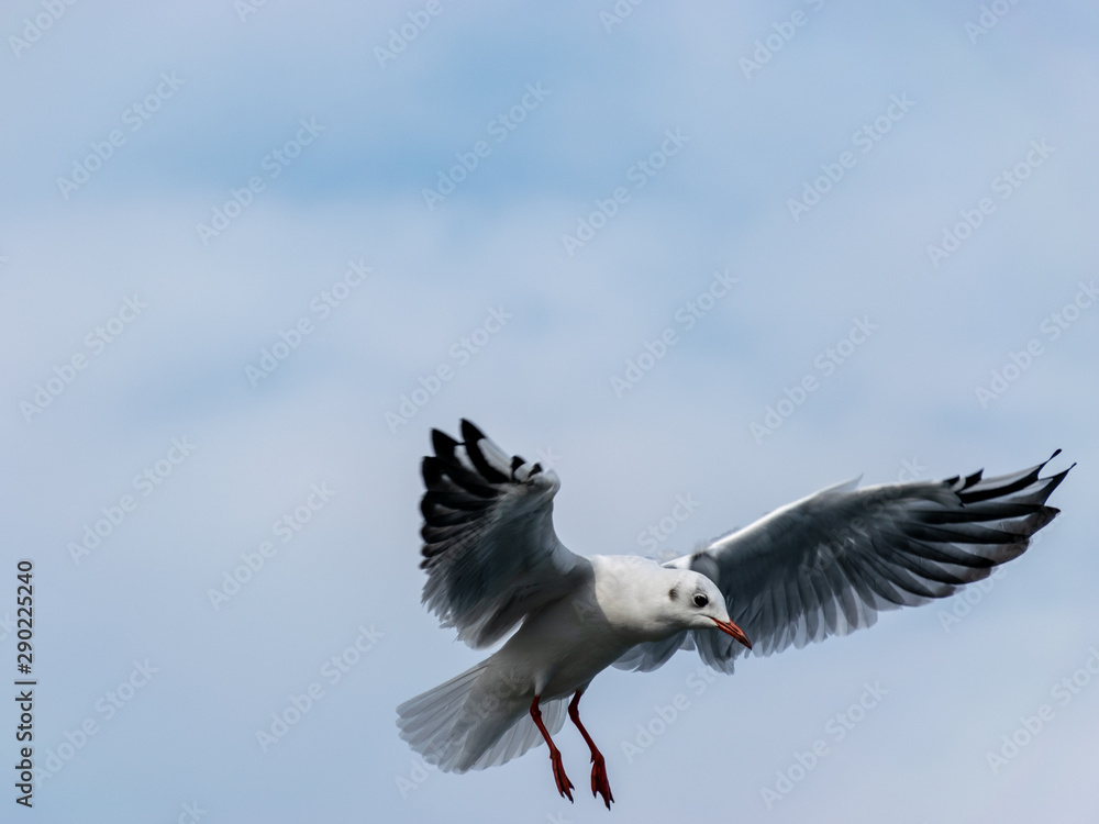 Fototapeta premium beautiful seagulls against the blue sky