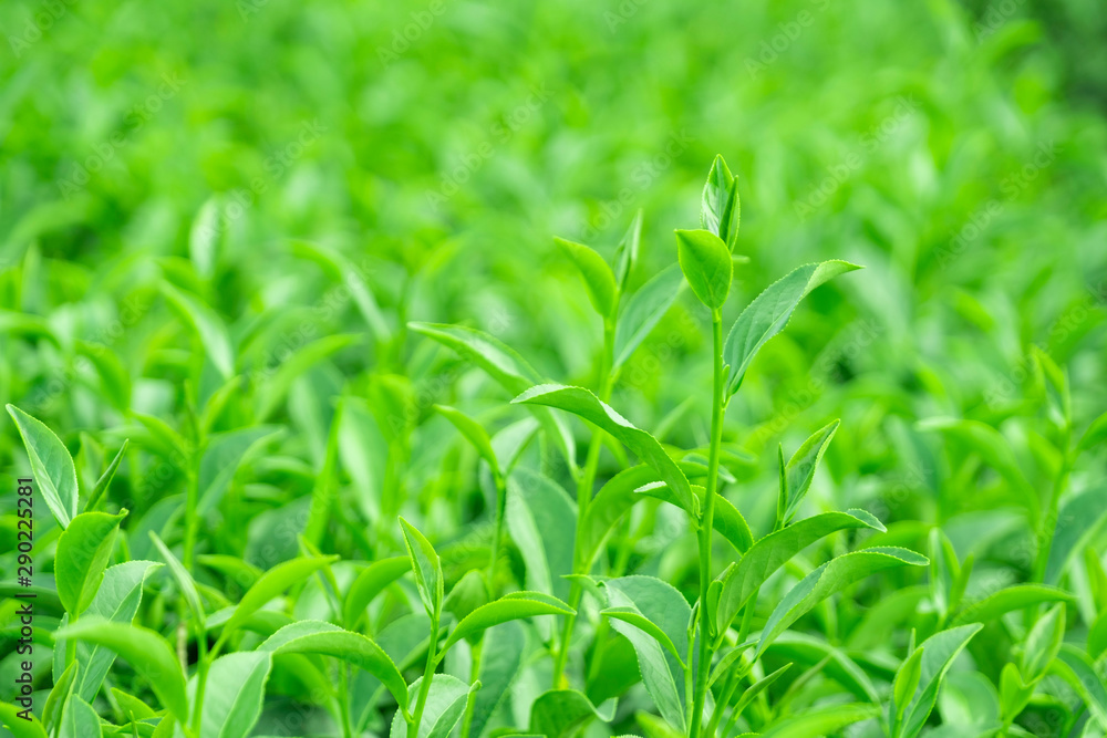 Fototapeta premium Top of fresh raw green tea leaf in plantation farm