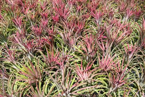 Tillandsia or Air plant