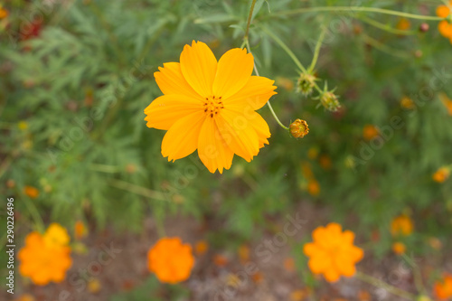 Orange and yellow Sulfur cosmos flowers in garden