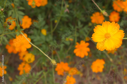 Orange and yellow Sulfur cosmos flowers in garden