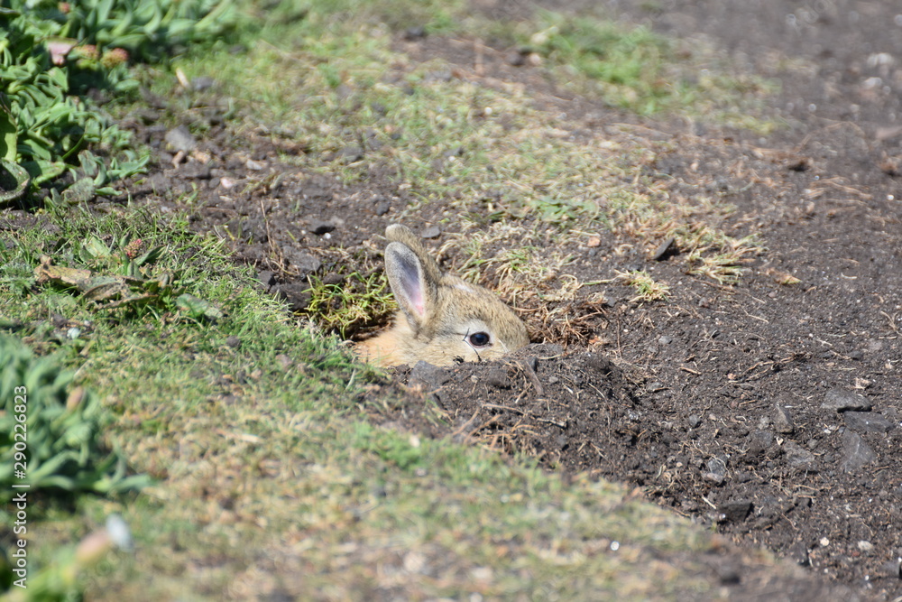 Fototapeta premium Rabbit 2