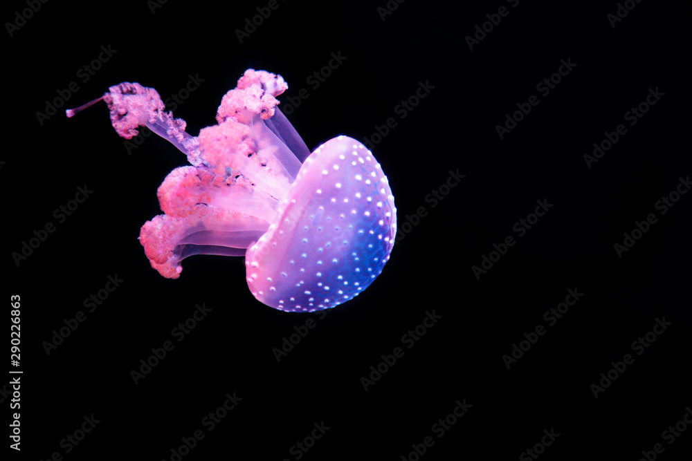 Whitespotted jellyfish (Phyllorhiza punctata), also known as the