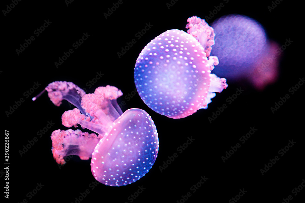 Whitespotted jellyfish (Phyllorhiza punctata), also known as the