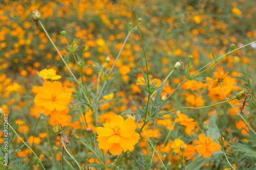 Orange and yellow Sulfur cosmos flowers in garden © bong