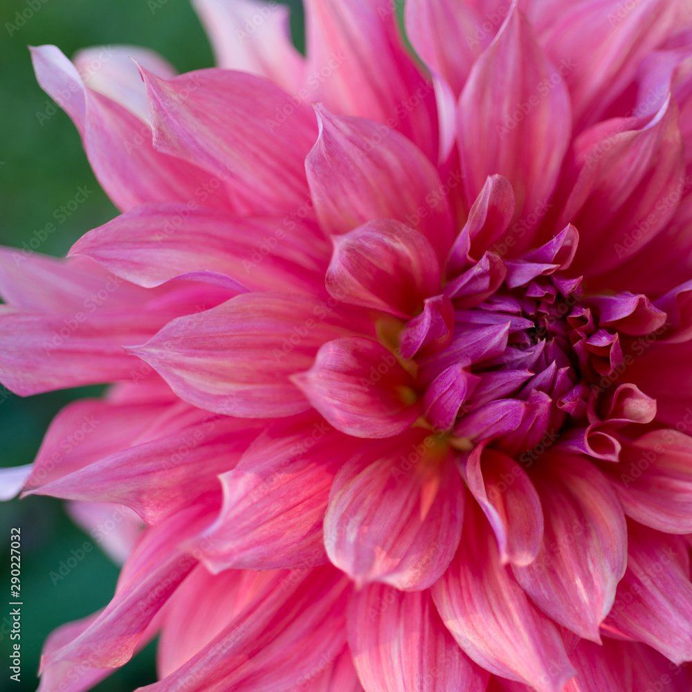 Pink Dahlia Flower Close-up Pink Dahlia Flower Close-up