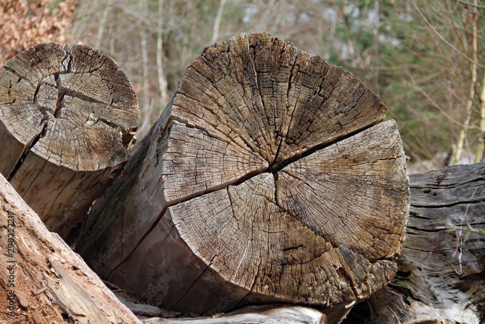 Naklejka premium Baum-Querschnitt