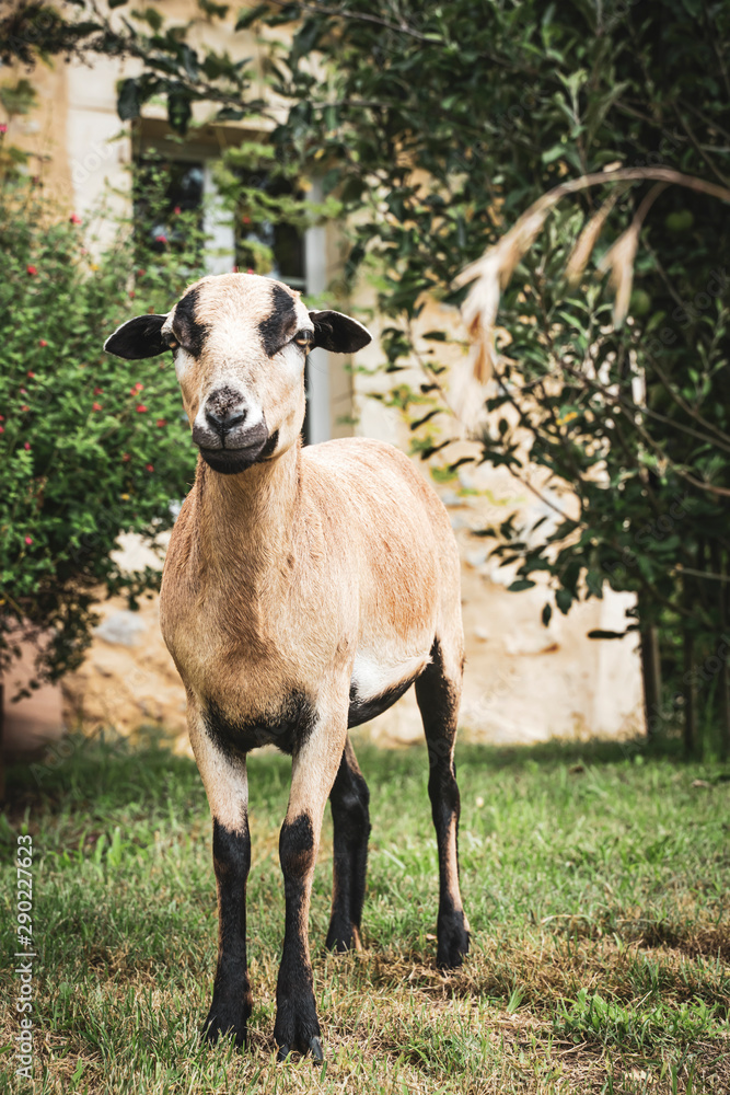 Sheep at liberty in a house
