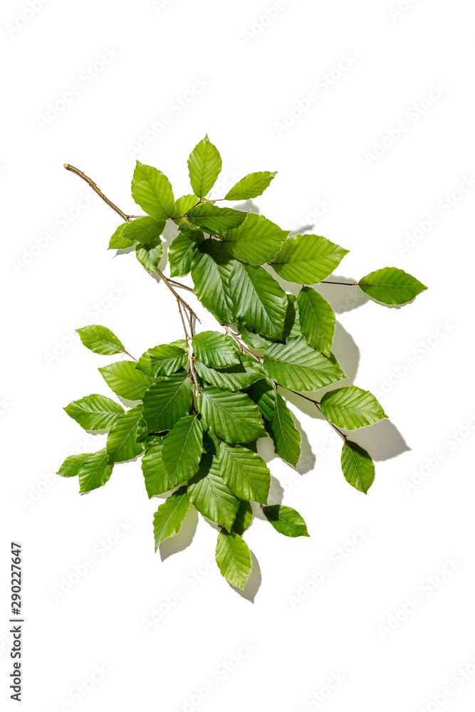 Tree branch with fresh leaves on white backgrount Tree branch with fresh leaves on white backgrount