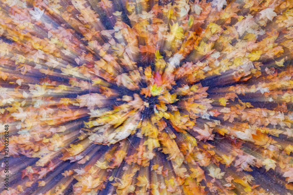 autumn multi-colored leaves in a downward movement autumn multi-colored leaves in a downward movement