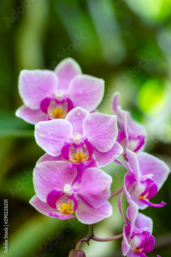Violet orchids  flower detail in spring.