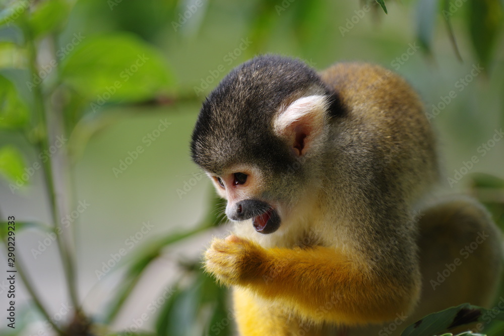 かわいい、リスザル かわいい、リスザル