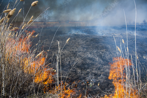 Fire, strong smoke. Burning reed in the swamp. Natural disaster © SGr