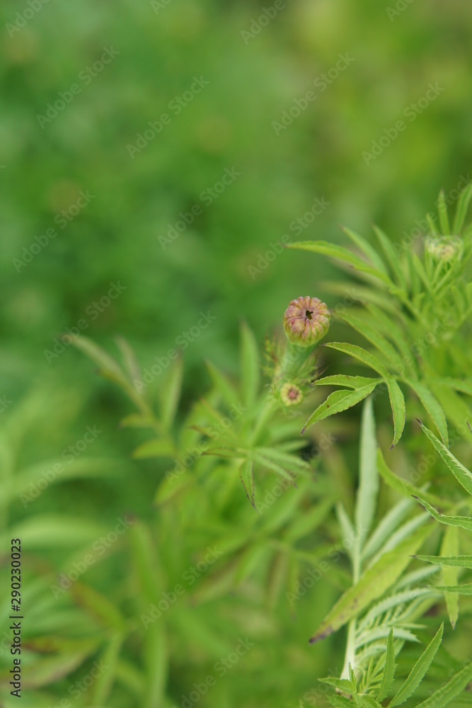 Unopened marigold bud Unopened marigold bud