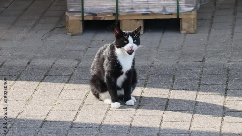 Cat sitting outside and looking around. Cat sitting outside and looking around.