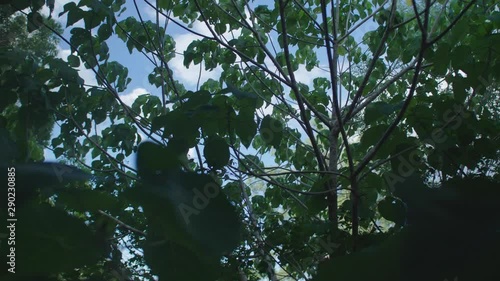 Looking up at the sky through trees photo