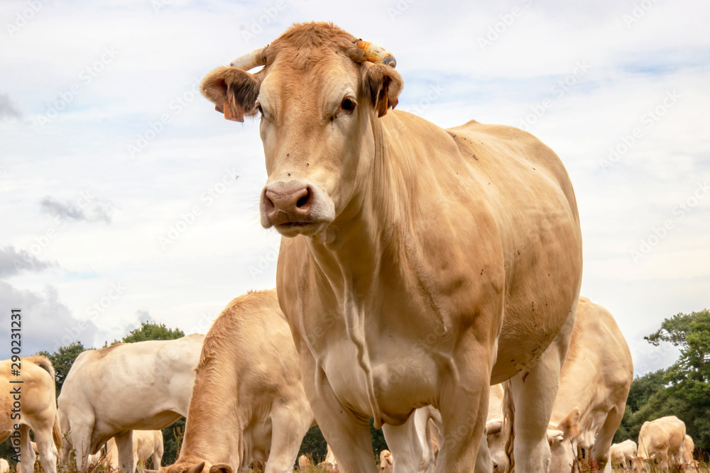 Vaches blonde d'Aquitaine au pré Vaches blonde d'Aquitaine au pré