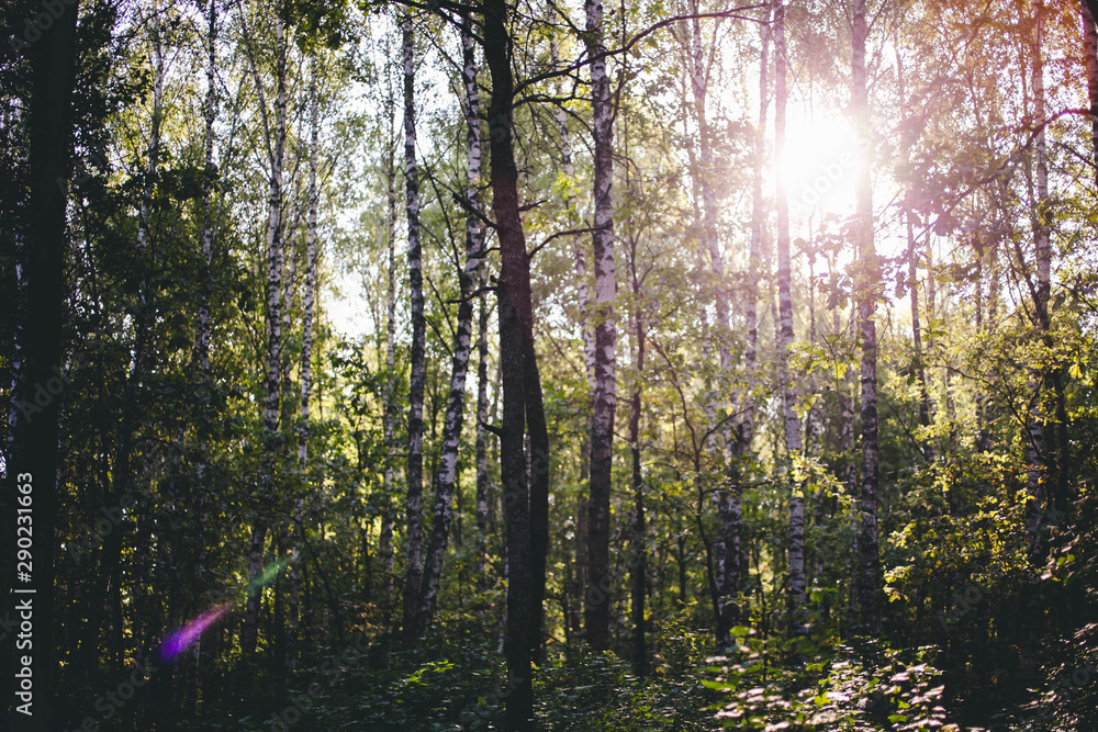 Fototapeta premium Beautiful pine forest