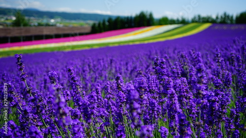 lavender field in provence france