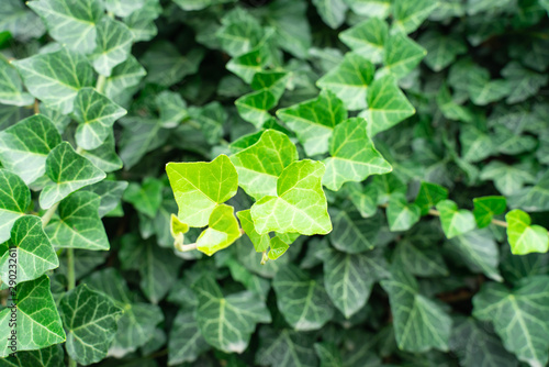 ivy Hedera helix green creeping plant close up as background