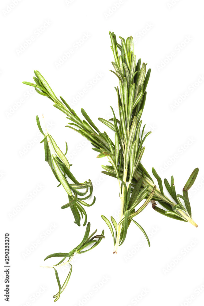 Several sprigs of rosemary on a white background