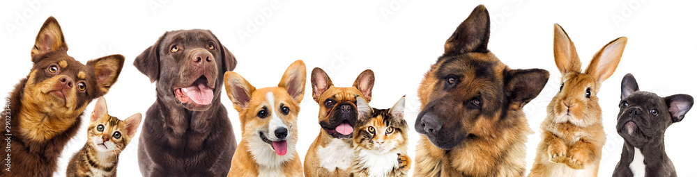 set of animals on a white background