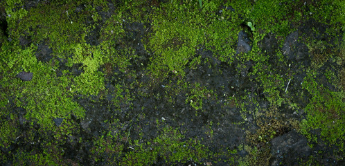 Moss green texture. Moss background. Green moss on grunge texture, background. Long web banner