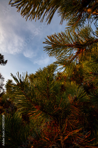 pine tree