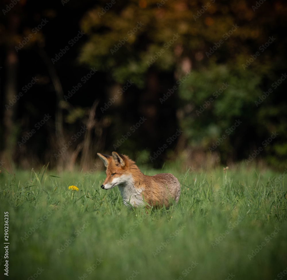 beautiful red fox in wooded meadow with dandelion flower, autumnal forest in the background beautiful red fox in wooded meadow with dandelion flower, autumnal forest in the background