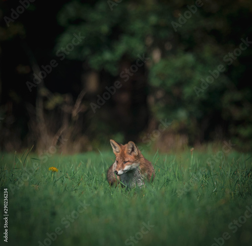 beautiful red fox in wooded meadow with dandelion flower, autumnal forest in the background  © Himmelreich Photo
