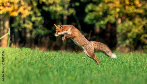 Canvastavla beautiful red fox in forest meadow hunting mice, autumnal forest in the backgrou