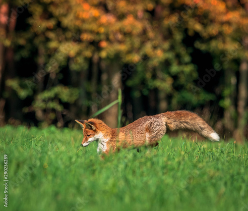 beautiful red fox in forest meadow hunting mice, autumnal forest in the background © Himmelreich Photo