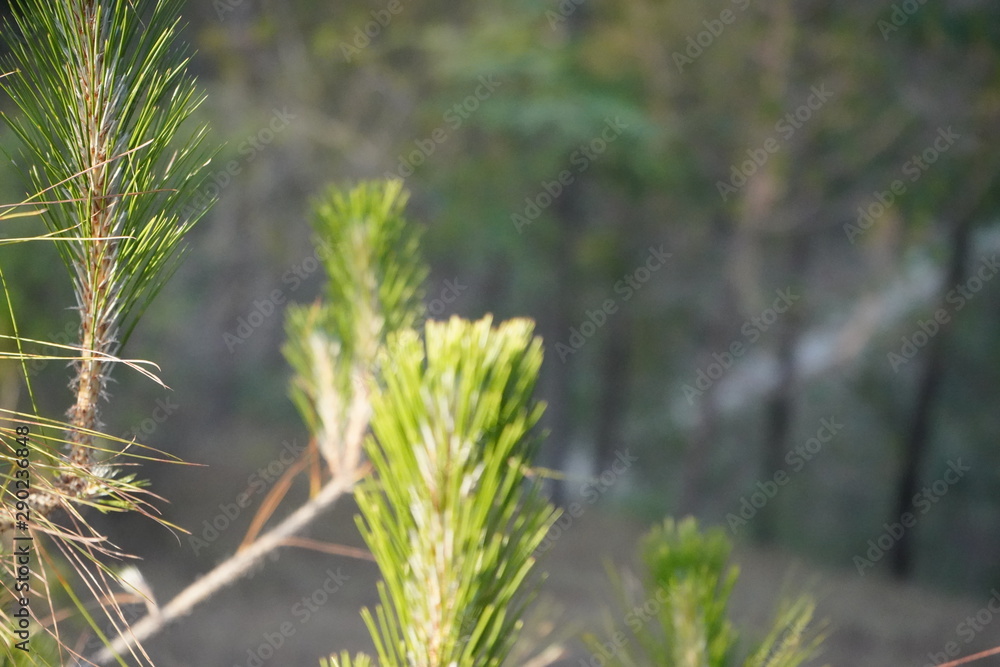 Pine tree Pine tree