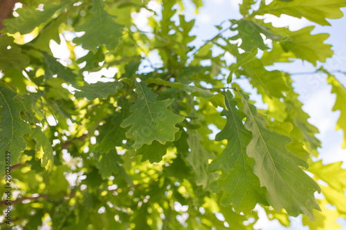Oak leaves. Spotty sunlight illuminated on oak leaves gives green shades of light and shade in the spring forest. Young leaves