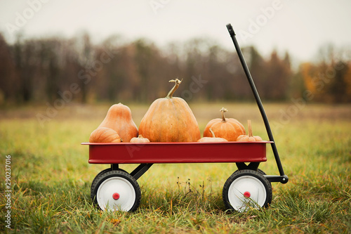 Red wagon with a lot of pumpkins for halloween or thanksgiving. photo
