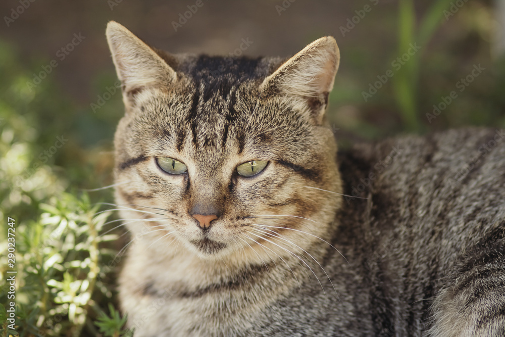 portrait of a fat striped cat on nature, pet walking outdoors, funny animals