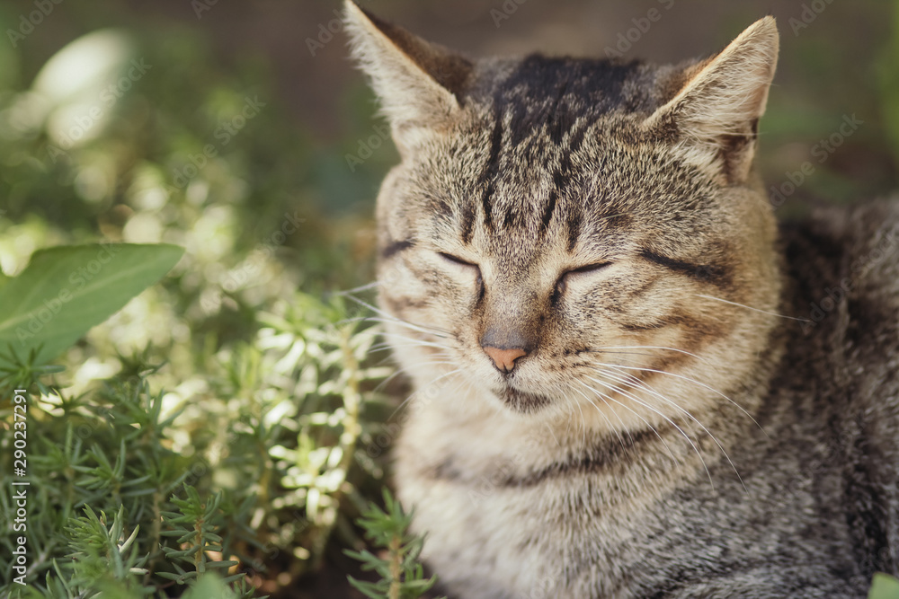 portrait of cat dozing in garden, pet walking outdoors, funny animals on nature portrait of cat dozing in garden, pet walking outdoors, funny animals on nature