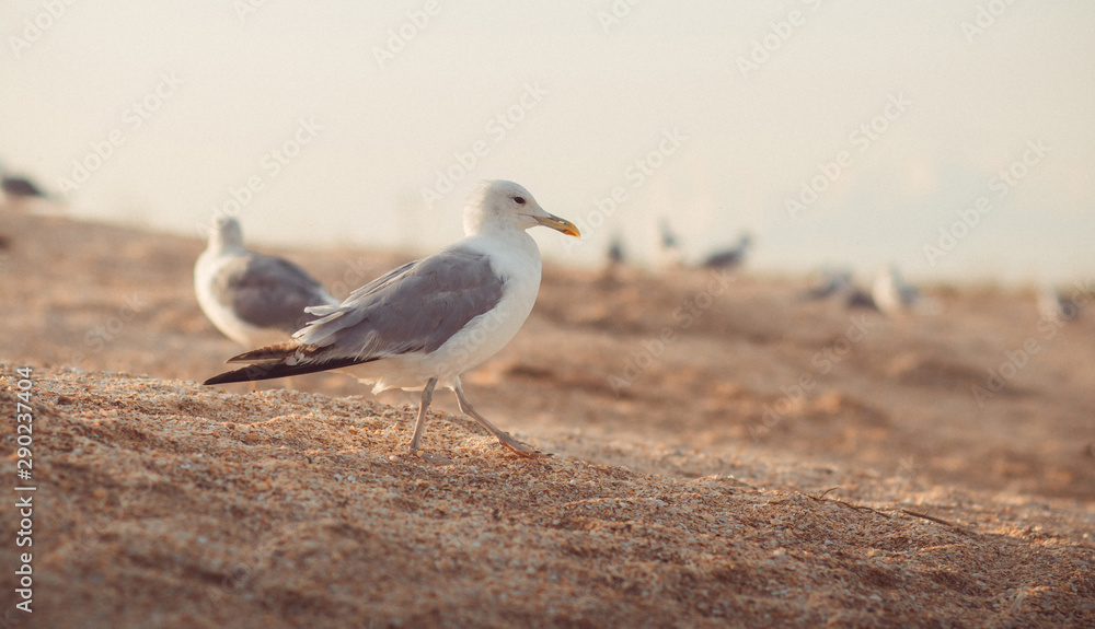 Fototapeta premium cormorant walks along the sand in search of food, flock of birds on seashore, animals wildlife